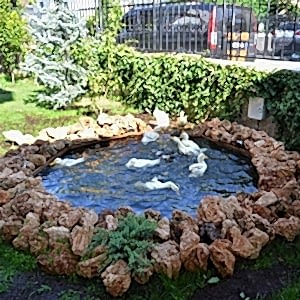 Kaz / Ördek Havuzu 03